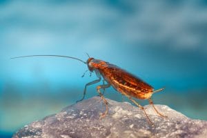 Invasion de cafards en été : pourquoi la chaleur les attire chez vous et comment réagir