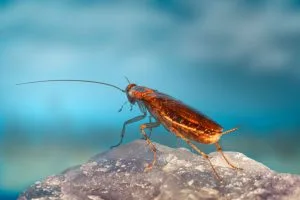Invasion de cafards en été : pourquoi la chaleur les attire chez vous et comment réagir