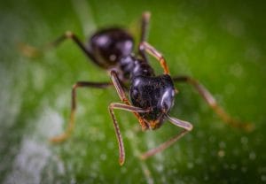 Fourmis dans la maison : pourquoi l&rsquo;été les fait entrer et comment s&rsquo;en débarrasser