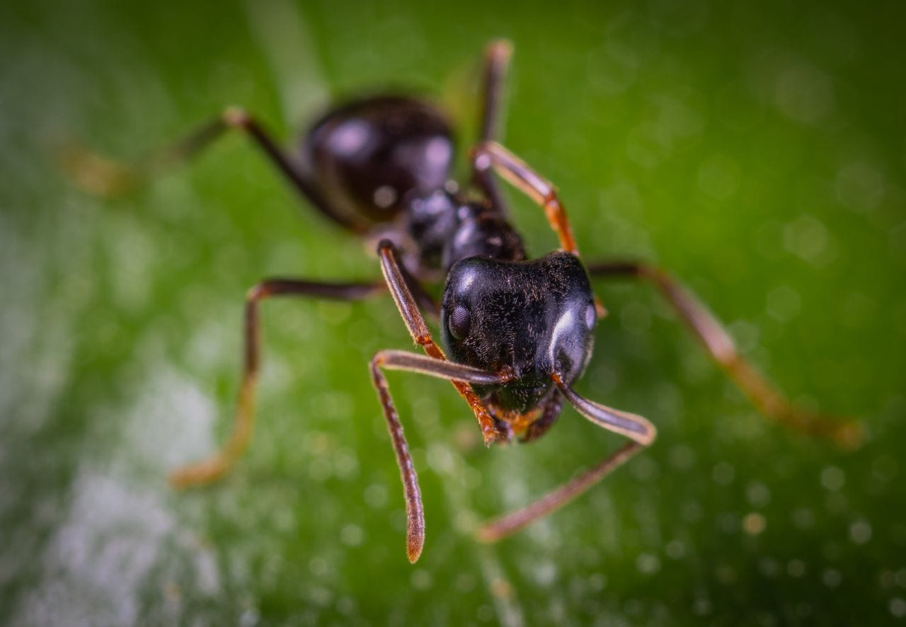 Gros plan d'une fourmi noire, nuisible fréquent dans les maisons en été