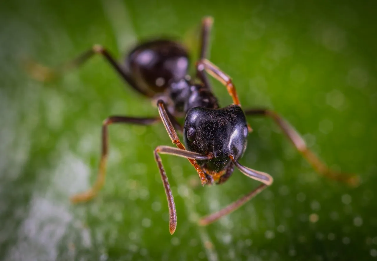 Gros plan d'une fourmi noire, nuisible fréquent dans les maisons en été