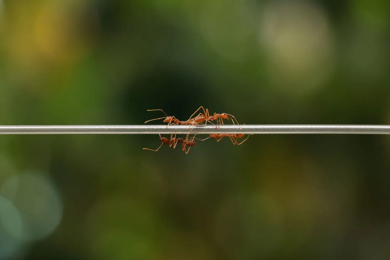 Fourmis suivant une piste le long d'un câble pour entrer dans un logement