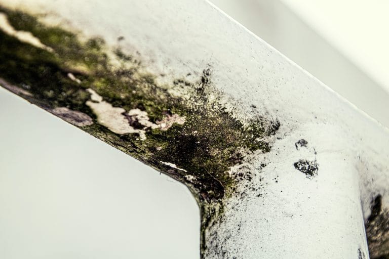 Gros plan de moisissure grise sur une surface humide