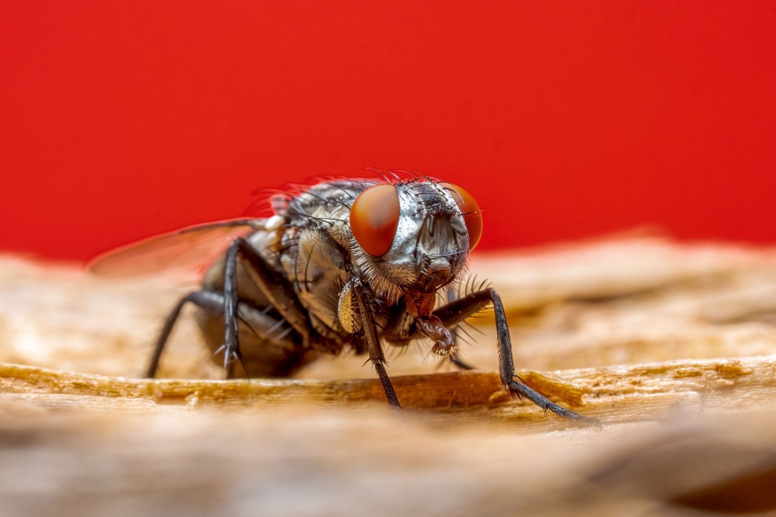 Gros plan macro d'une petite mouche aux yeux rouges posée sur une surface en bois