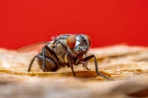 Moucherons dans la cuisine : d&rsquo;où ils sortent vraiment et comment s&rsquo;en débarrasser