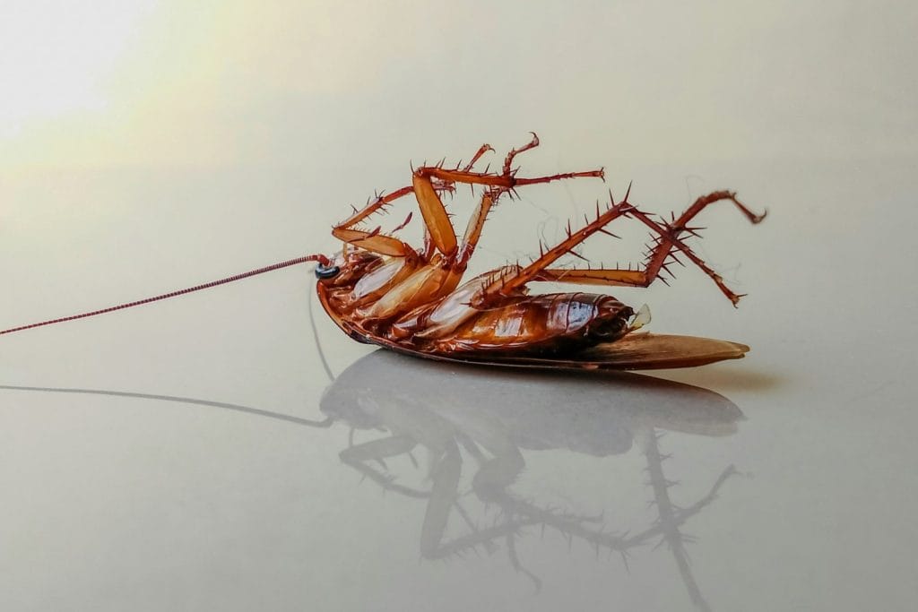 Cafard sur le dos sur un sol clair, pattes en l'air, avec son reflet