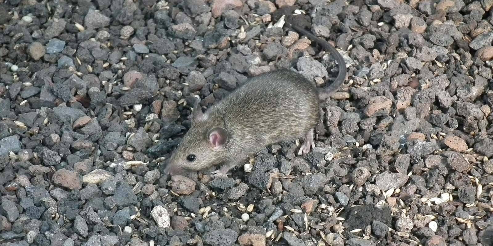 Souris domestique, ou souris grise, photographiée à l'intérieur d'une maison
