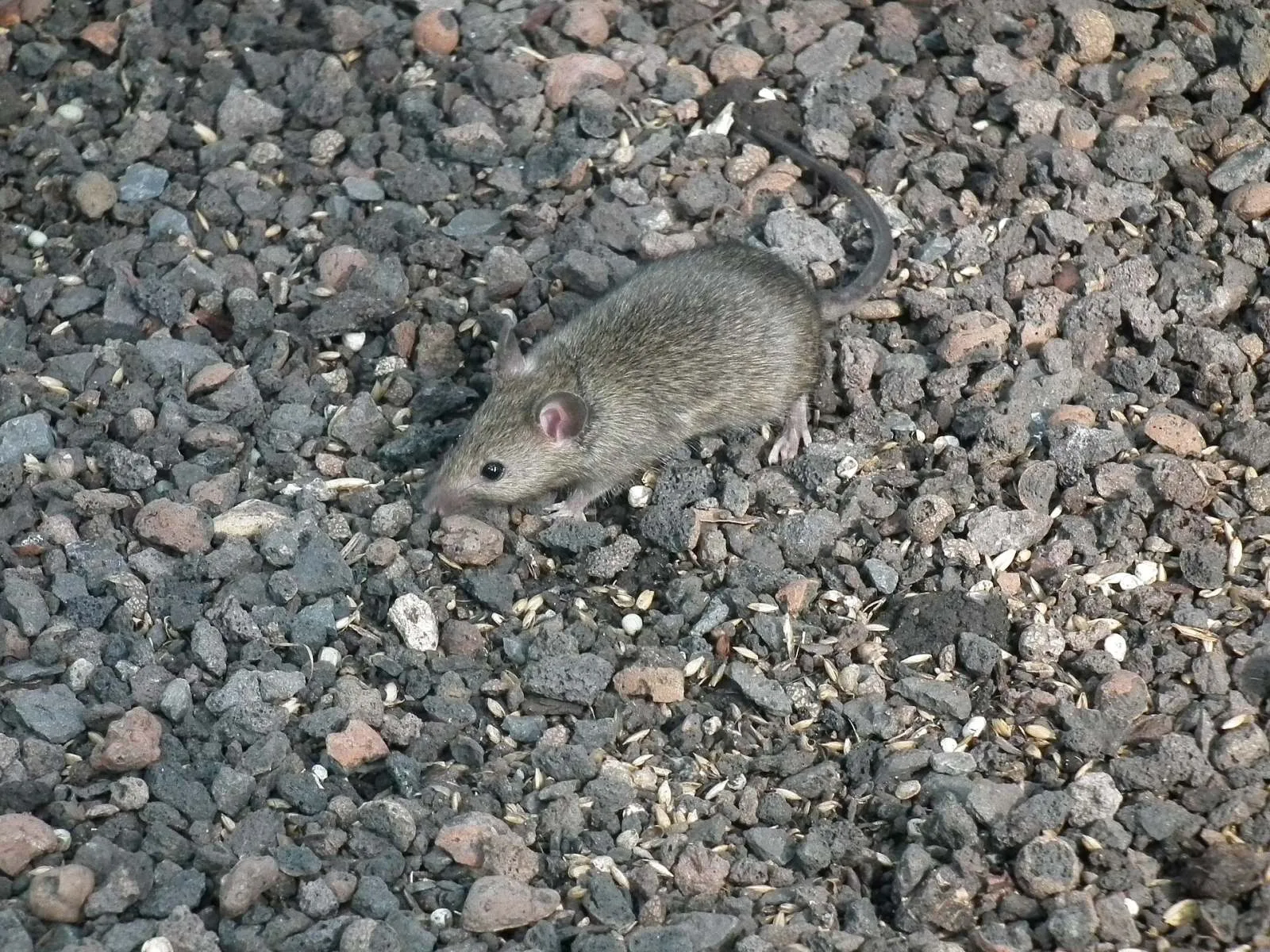 Souris domestique, ou souris grise, photographiée à l'intérieur d'une maison